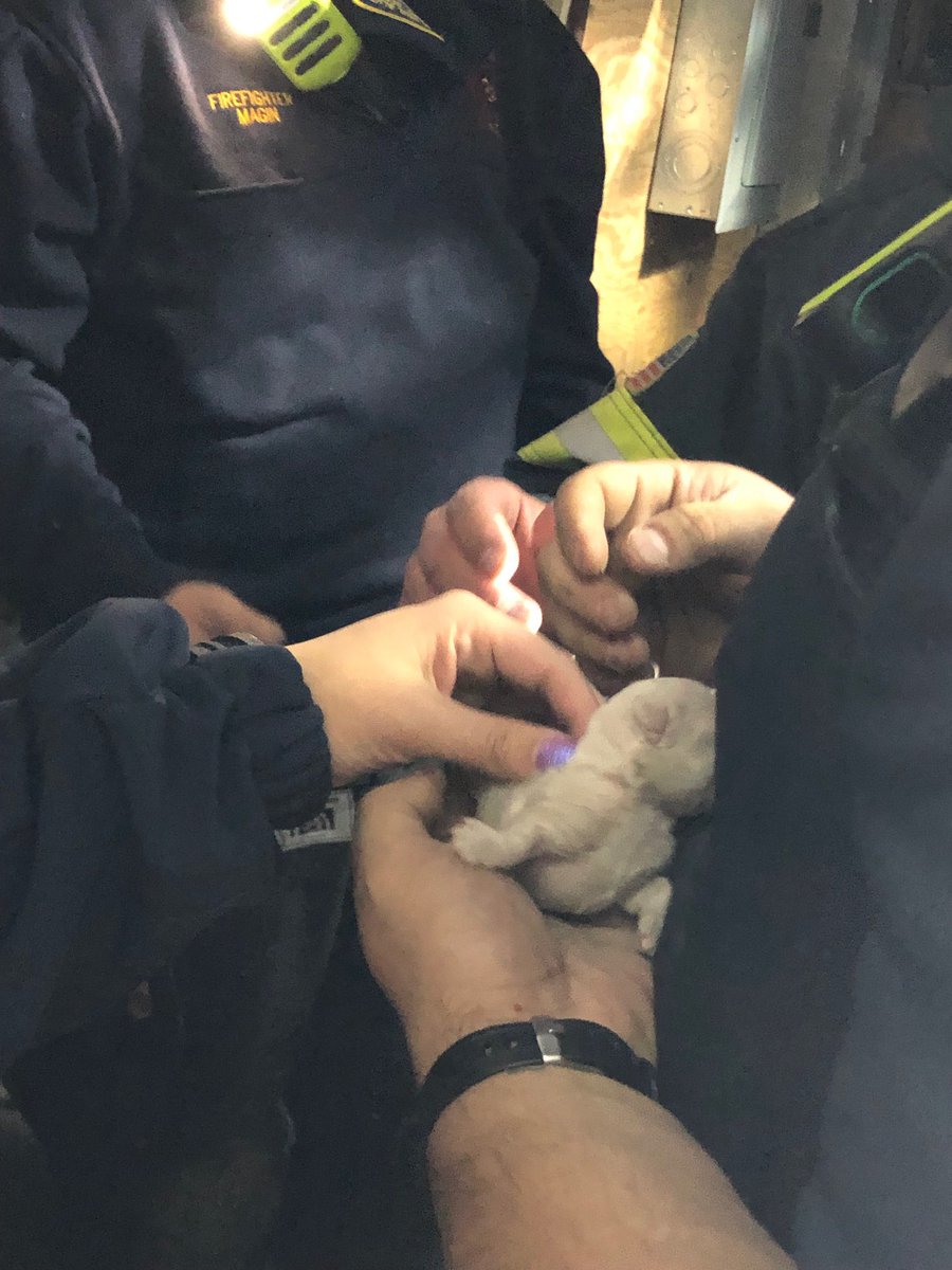 Group 2 Firefighters were called to a residence for a report of a puppy trapped in a heating vent. The puppy fell from the second floor to the basement. The puppy was rescued and is doing great. Great work Group 2! Also thanks to <a href="/IrondequoitPD/">Irondequoit Police</a> <a href="/MonroeAmbNY/">Monroe Ambulance</a> for your help! #roc