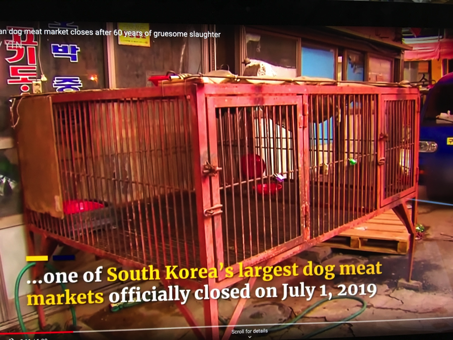 4KoreanAnimals's tweet photo. The mayor of Seoul has announced he’ll be shutting down all dog slaughterhouses in fantastic news progressing the fight for fair and humane treatment of dogs in South Korea. 

Read More: https://t.co/YLSyntZCNl https://t.co/bVIuHRutwi
