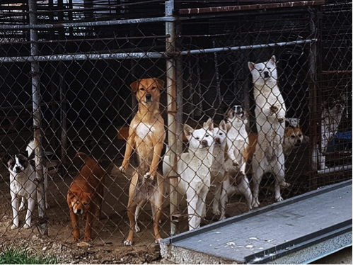 4KoreanAnimals's tweet photo. Korean Animal Welfare Groups Band Together to Rescue Dogs from Abandoned Farm

Read More: https://t.co/YLSyntZCNl https://t.co/HpDNKpt8Re
