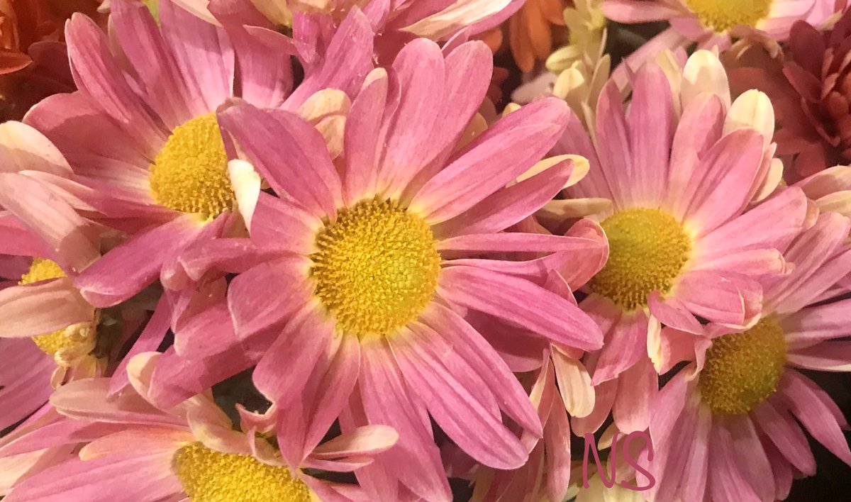 RT <a href="/nsaidian/">💃NS💃🇺🇸🕊</a>: Good morning ☀️😎☀️🍂🌼🍂🌸m.youtube.com/watch?v=phaIkl… <a href="/thuyctriytqb/">Ocean💎</a>