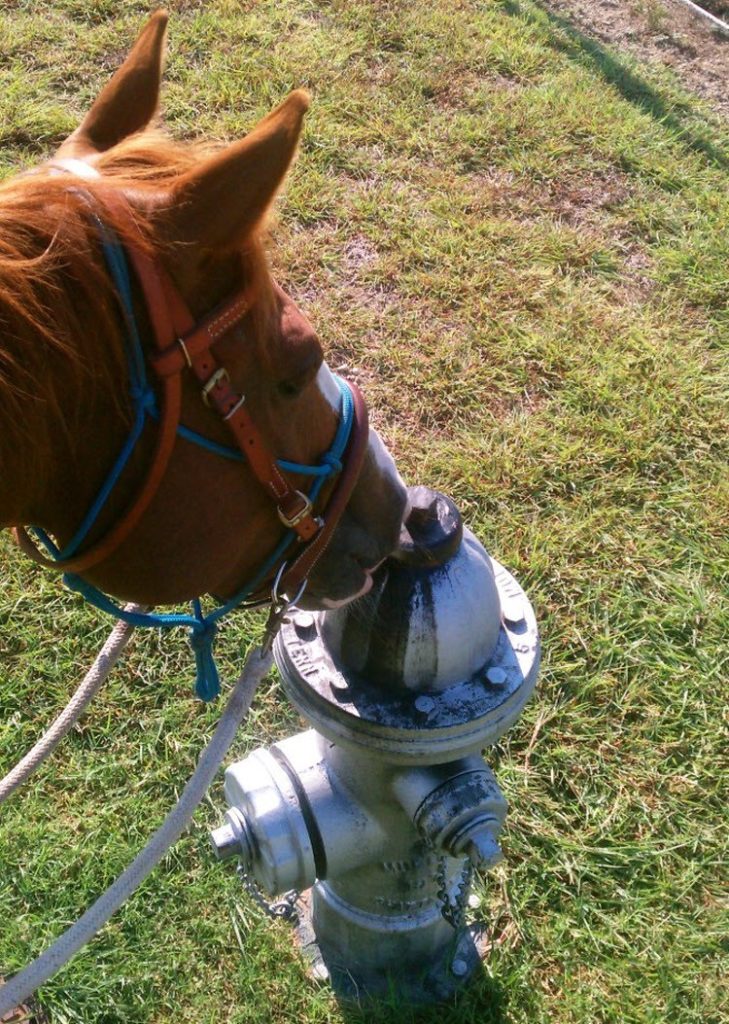 Steve Keating on Twitter "Horses are forbidden to eat fire hydrants in