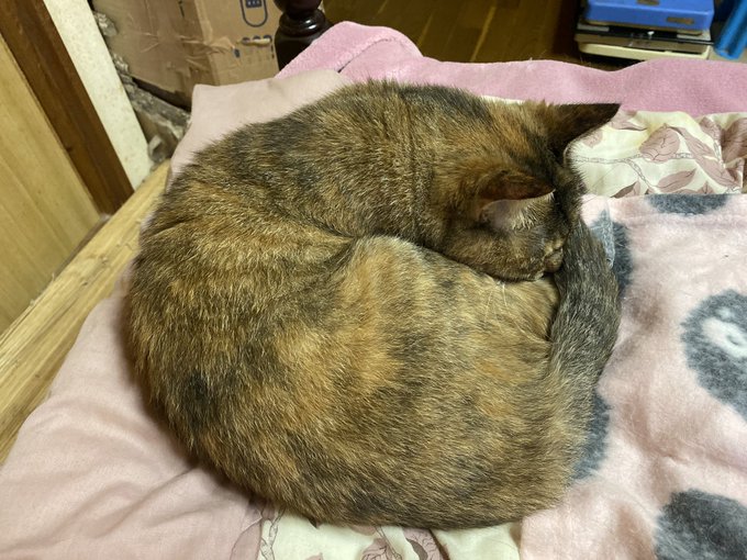 麦わら猫のtwitterイラスト検索結果 古い順 麦わら猫のtwitterイラスト検索結果 古い順
