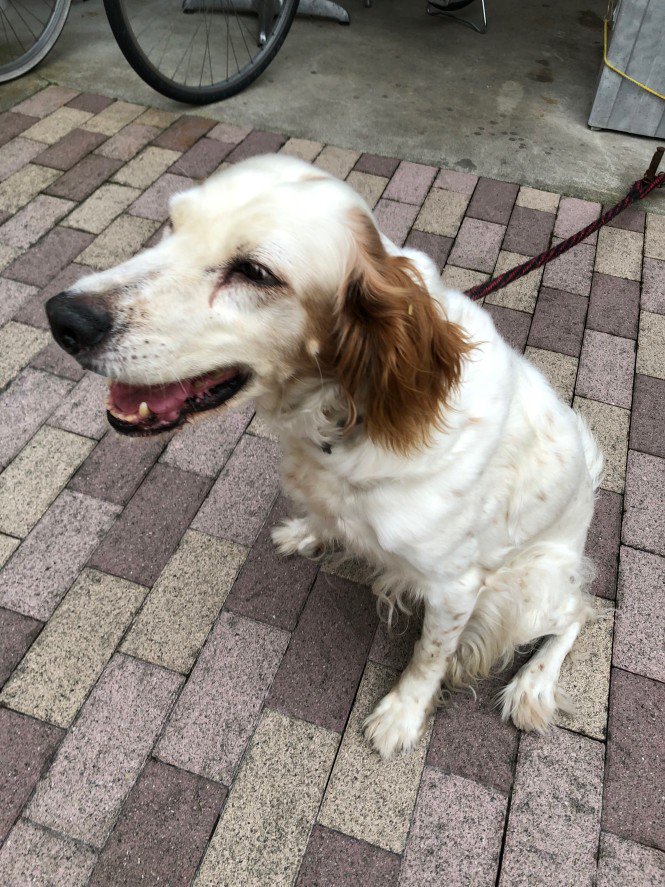 【迷い犬】実家の猟犬です。11月15日、群馬県 #東吾妻町 で狩猟から戻ってきませんでした。イングリッシュセター14歳メス、名前はハナです。見かけた方、保護された方は吾妻警察署に届けて下さいますようお願い致します。RTありがとうございます。17日現在まだ見つかっておりません。 