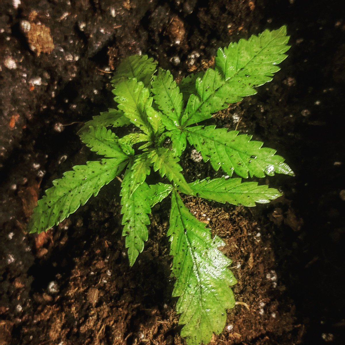 Farms_Nella's tweet photo. Gelato by crop king seeds 🌾👑🌱😍🥦 https://t.co/wGOuTBVwL3