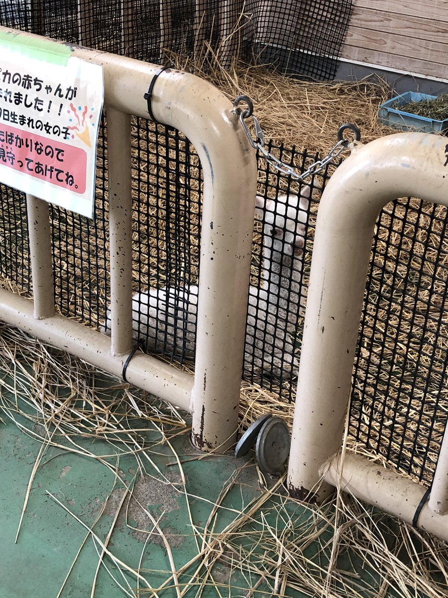 haruoka55 tweet picture