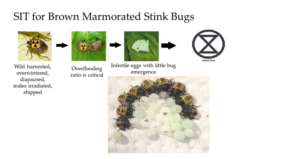 Prof Max Suckling (@profsuckling) on Twitter photo New open access paper on the Sterile Insect Technique for Brown Marmorated Stink Bugs from NZ-Italian team
doi.org/10.3390/insect… #bmsb <a href="/MPI_NZ/">Ministry for Primary Industries</a> <a href="/HortNZ/">Horticulture New Zealand</a> <a href="/B3Director/">former B3 Director</a> New open access paper on the Sterile Insect Technique for Brown Marmorated Stink Bugs from NZ-Italian team
doi.org/10.3390/insect… #bmsb <a href="/MPI_NZ/">Ministry for Primary Industries</a> <a href="/HortNZ/">Horticulture New Zealand</a> <a href="/B3Director/">former B3 Director</a>