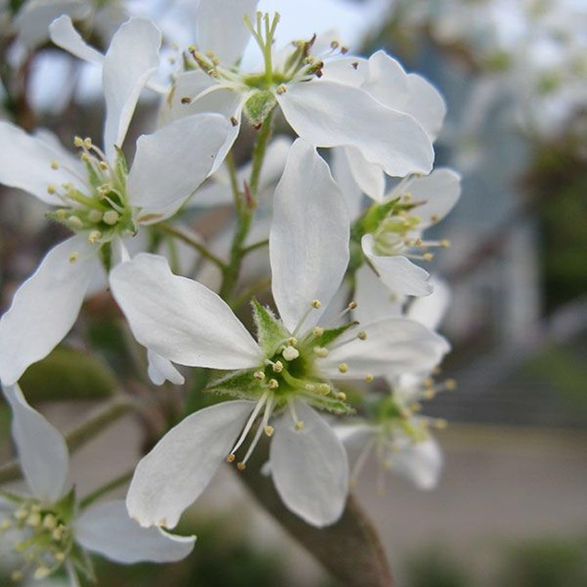 草木のこと Twitterren Amelanchier Canadensis 和名はアメリカザイフリボクだが ジューンベリーの方が一般的かもしれない バラ科の落葉小木 北米原産の植物で日本の気候にも適合し結実性も高いので 果樹として普及 果実はパイなどに利用されることも多いが生でも