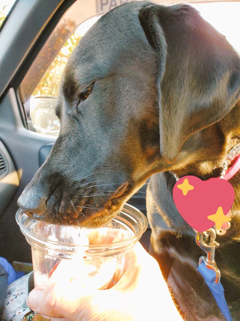 _Belsmom's tweet photo. Took my bestie to Dairy Queen for the hotdog and sundae special.🐕🍨🐾❤
@sleepy_angel @TonyV
@Cool_Phoenix333 I thought about you while I ate the ice cream. Wish you could have joined us.😊🍨 #saturdaysundae https://t.co/Imy8864BYg