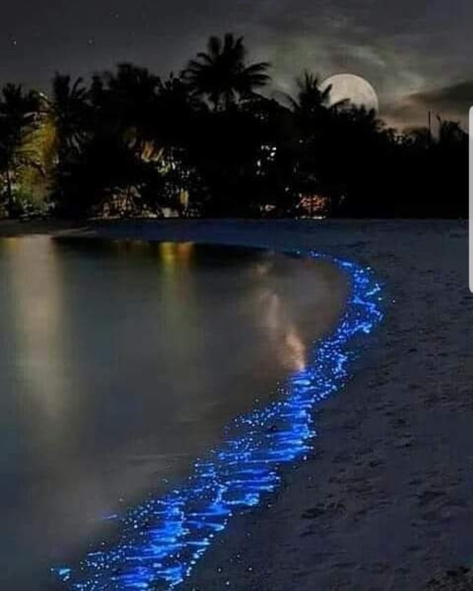 PRHermoso's tweet photo. Bioluminiscencia en la bahía de #Vieques 🇵🇷 https://t.co/Rppirxpa8k