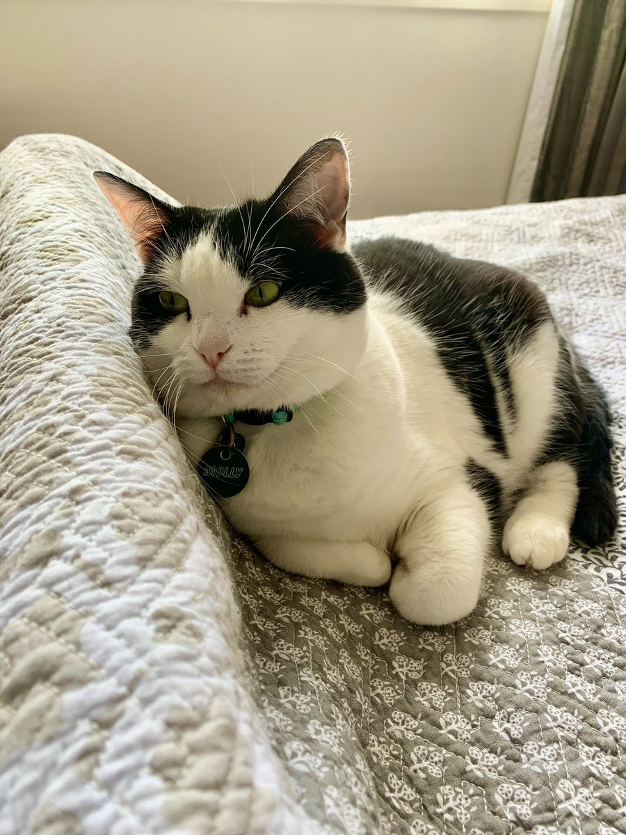 FelixGingerBoy's tweet image. Happy Sunday fur pals, we happy!

Mammaz home, we done houze werk and now we having a nap on freshly washed bed linen.