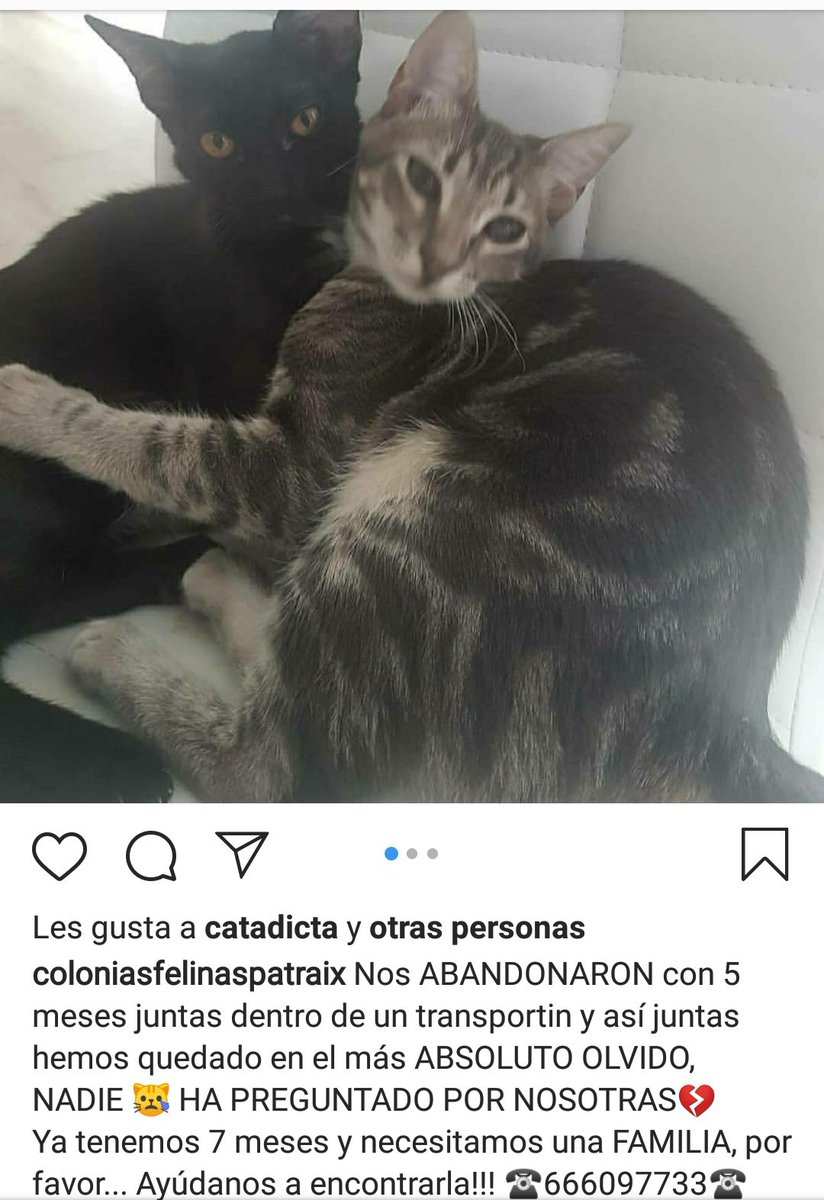 Estas dos preciosidades de 8 meses buscan un hogar (juntas a poder ser) tras haber sido abandonadas en un trasportin. ¡Merecen un hogar! ¿Les ayudas a encontrar uno aunque sea con un RT?

Si es así podéis contactar con Colonias Felinas Patraix por facebook o Instagram.