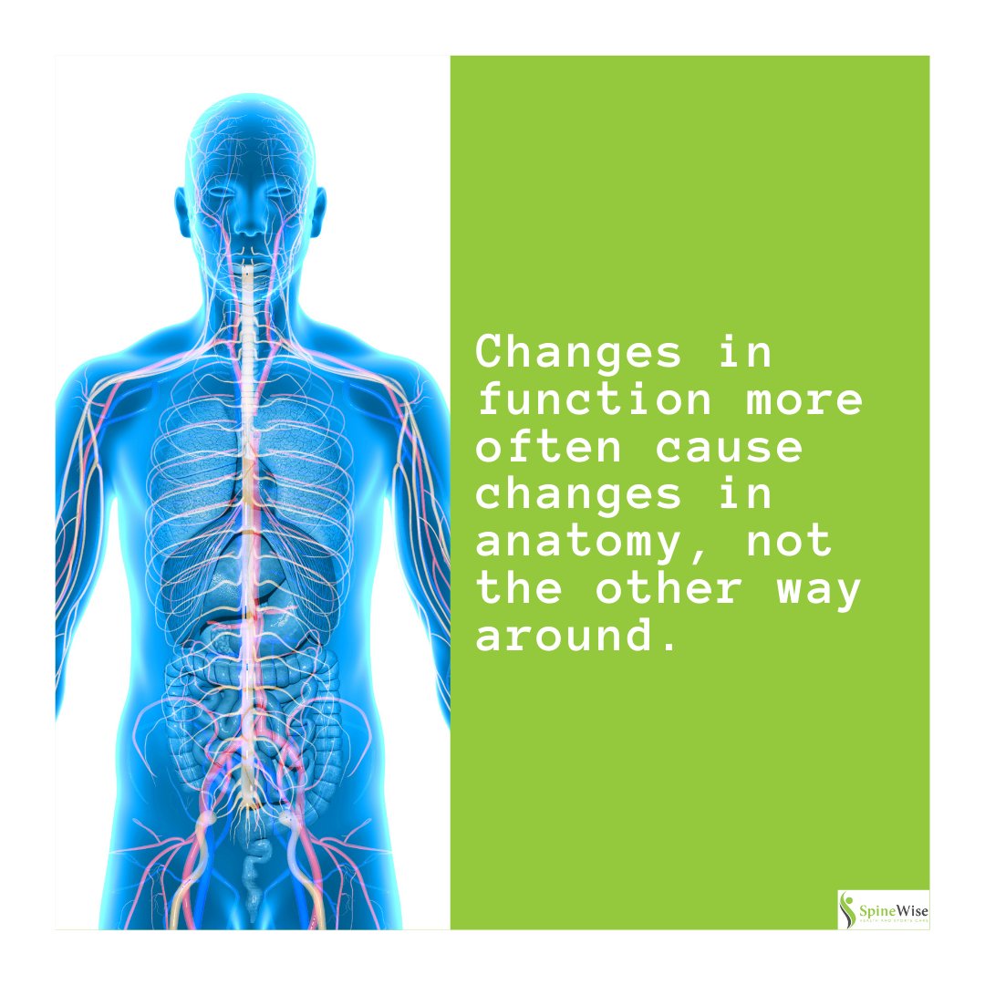 DrEddyClinic's tweet image. RT @Spinewisehp: #functionalmedicine #anatomy #bodyfunction #backpain #lowbackpain #health #wellness #spinewise #chiropractic #healthtips
