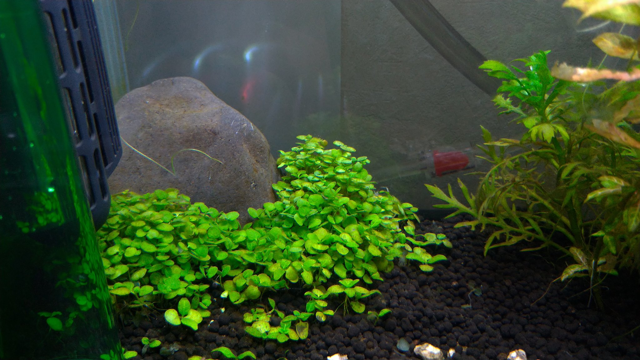 ざんくろ 人生迷走ちゅう Co2添加ゴイスー ノ 昨日まで白くて弱々しかった水草が緑色バーン ってなった こんなに即効性あるのかよ W 朝7時に拡散筒一杯に添加して2時間半位でここまで減るから5 6時間でカラだな アクアリウム 水草 ざんくろ 人生迷走ちゅう Co2添加ゴイスー ノ 昨日まで白くて弱々しかった水草が緑色バーン ってなった こんなに即効性あるのかよ W 朝7時に拡散筒一杯に添加して2時間半位でここまで減るから5 6時間でカラだな アクアリウム 水草