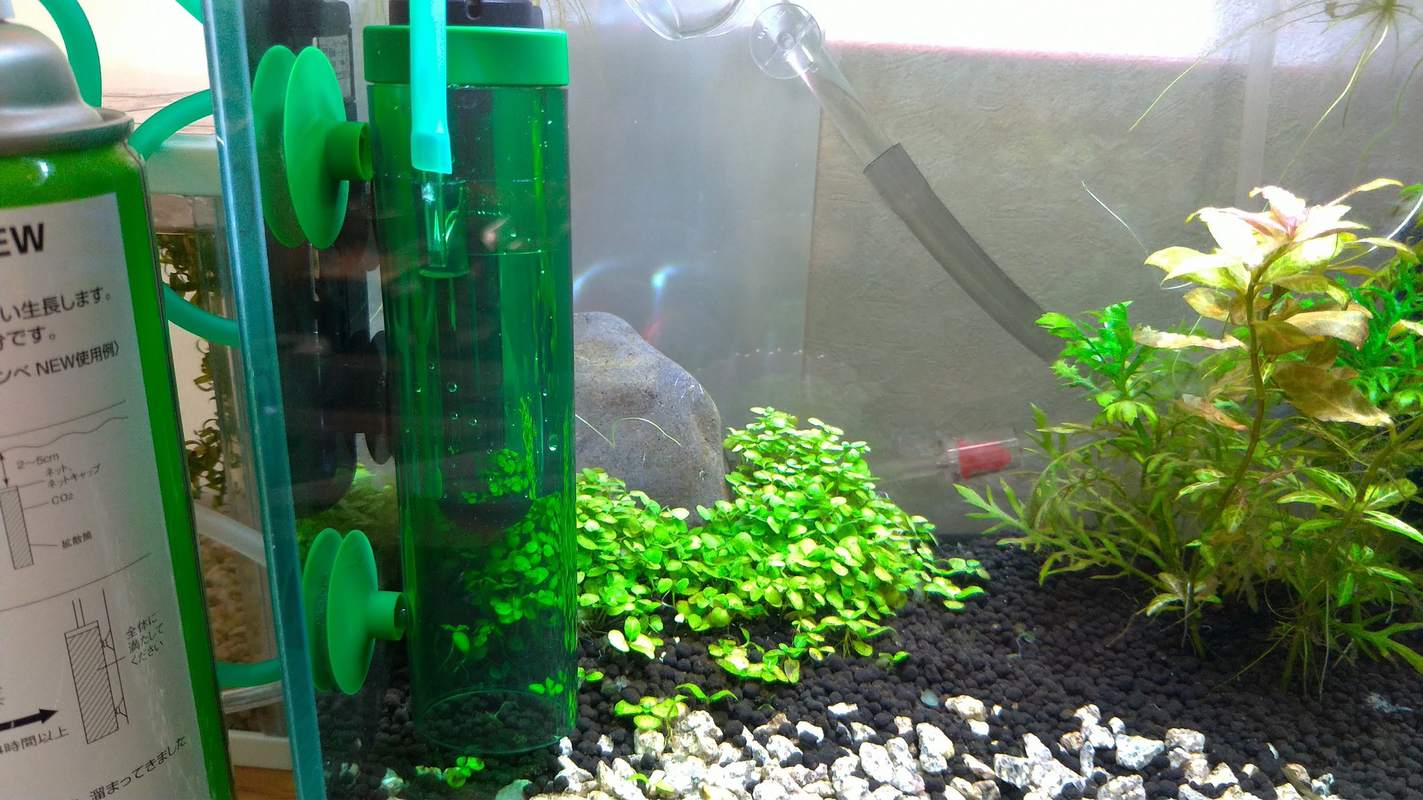 ざんくろ 人生迷走ちゅう Co2添加ゴイスー ノ 昨日まで白くて弱々しかった水草が緑色バーン ってなった こんなに即効性あるのかよ W 朝7時に拡散筒一杯に添加して2時間半位でここまで減るから5 6時間でカラだな アクアリウム 水草 ざんくろ 人生迷走ちゅう Co2添加ゴイスー ノ 昨日まで白くて弱々しかった水草が緑色バーン ってなった こんなに即効性あるのかよ W 朝7時に拡散筒一杯に添加して2時間半位でここまで減るから5 6時間でカラだな アクアリウム 水草