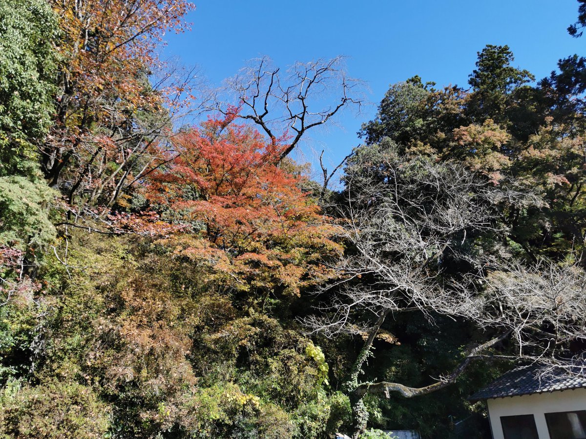 佐野市観光協会 V Twitter 佐野市紅葉情報 11月16日土曜日撮影 唐沢山 色づき始めてきました 佐野市 紅葉 佐野市の紅葉情報は観光協会hpへ T Co Omgzcscclj