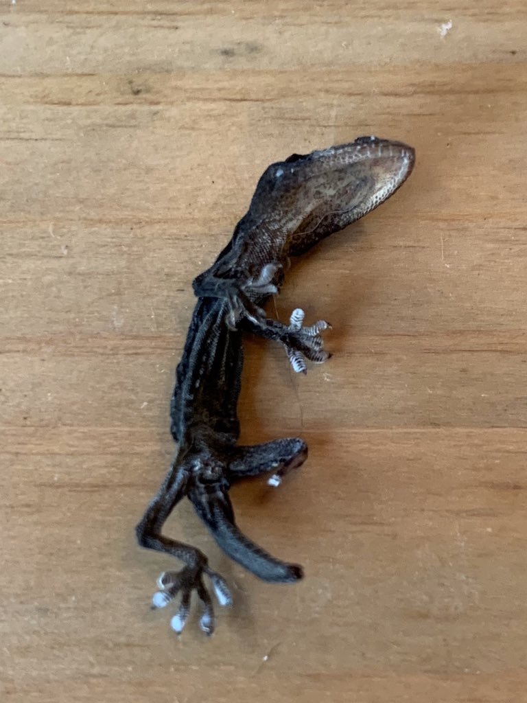 家守(ヤモリ)の赤ちゃんが、部屋の隅っこでひっそりと干からびて