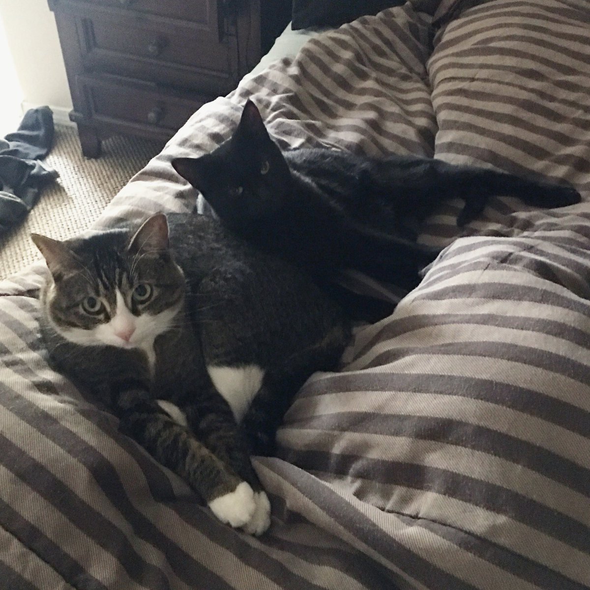 CokeZeroCat's tweet image. we Are ,  simpley , just  absolutley Vib’ing  ,.”