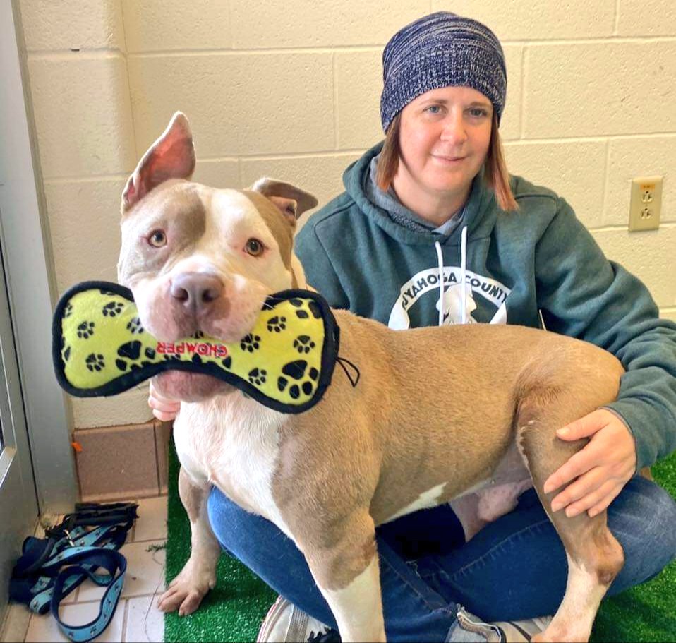 CuyahogaDogs's tweet image. COURTING KING ROMULUS 
So I’m still here. Still waiting. But I got a toy and a lap so all is good.
Come see me and Santa Paws tomorrow!
Hear ye, hear ye! 
-Romulus, the 🤷‍♂️ 6-year-old pit mix 
#CCASDailyDog #Adopt #AdoptDontShop #AdoptMe #CuyahogaDogs #SantaPaws