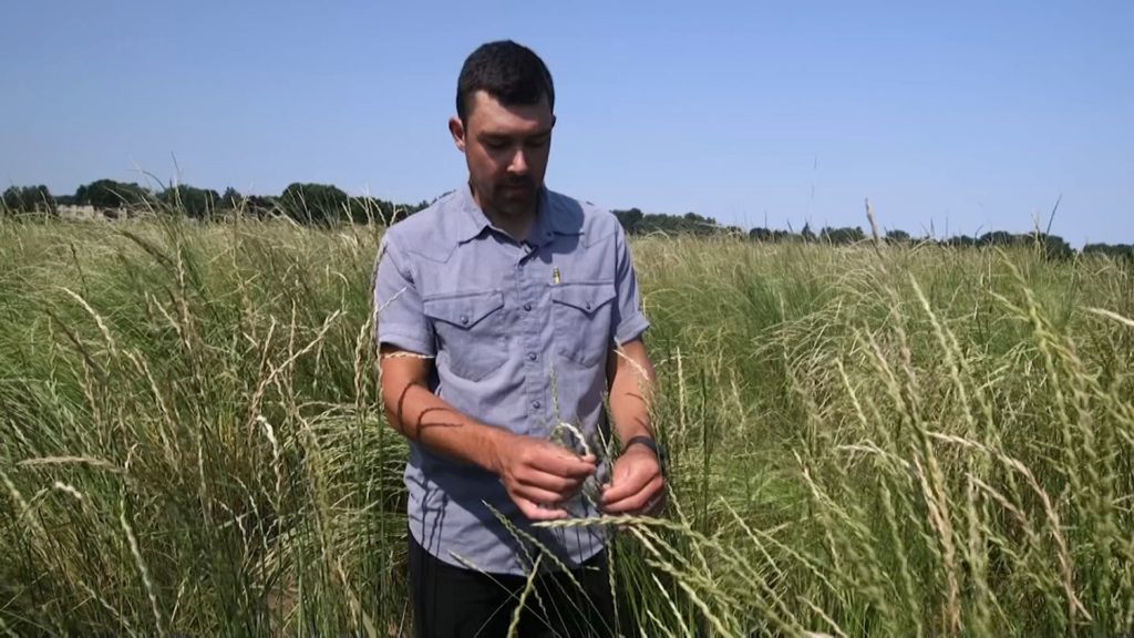 KQEDscience's tweet photo. How a new grain could help combat climate change https://t.co/skwg9NA8wT via @newshour https://t.co/dbVaQqrKoH