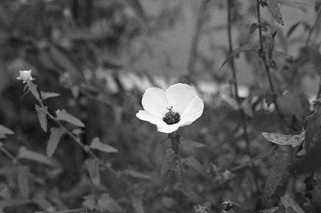 A flower at the roadside.

#flowers #flowerstagram #flowerphotography #bnw_flowers #bnwflowers #bnw_nature #olympusom1 #zuiko35mmf28 #ilfordxp2super400 #ilford #ilfordfilm
#filmphotography #film_jp #film_japan #filmisalive #filmisnotdead #35mmfilm #35mmp… ift.tt/2NTgfPH