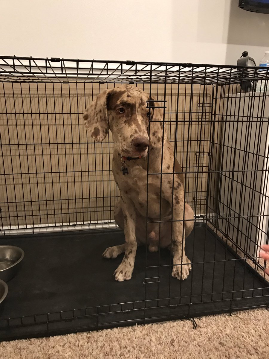 avanalfen1's tweet photo. This guy is 82lbs at six months of age. Such a gentle giant. #GreatWeimar https://t.co/nYerDZa6ch