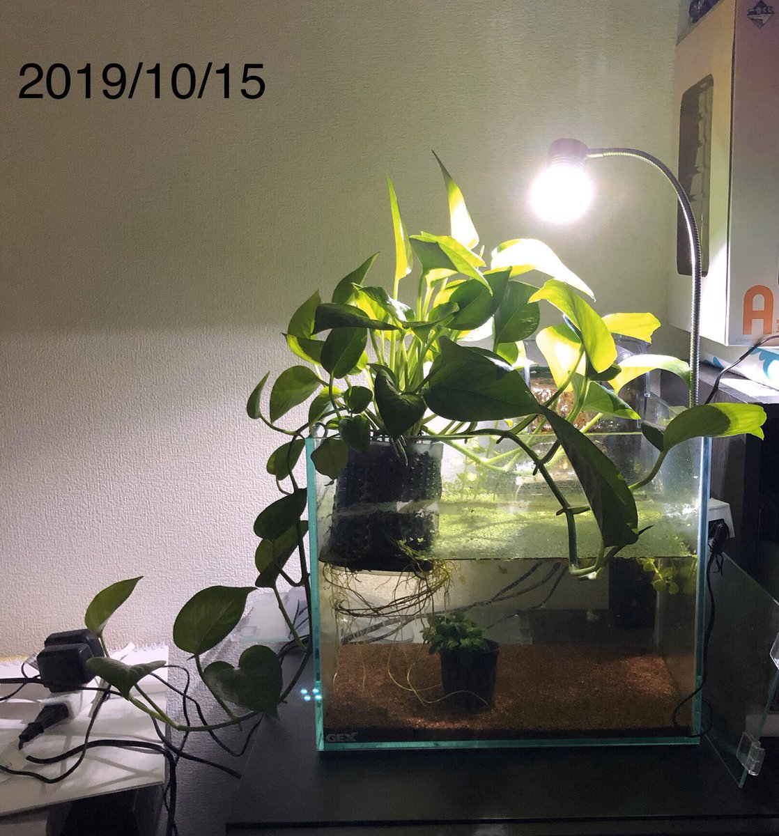 こうの鳥 苔対策と水質安定を狙って試験的にメダカ水槽に入れみたポトスの成長 めっちゃ成長してます 苔も少なくなった キボシイシガメ水槽に入れてみたいけど ポトスに含まれるシュウ酸が怖くて入れる事が躊躇われる 水質安定に役に立ちそうなんです