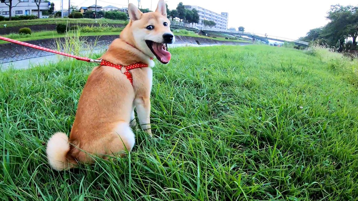 おすしとおでん ボクの名前はおすし おうちにやってきて27日目 水無川に散歩に行ったよー My Name Is Sushi 27th Day After Coming To My House I Went For A Walk In Mizunashi River 柴犬 柴 Shibainu シバイヌ 犬 Dog Sushi Osushi