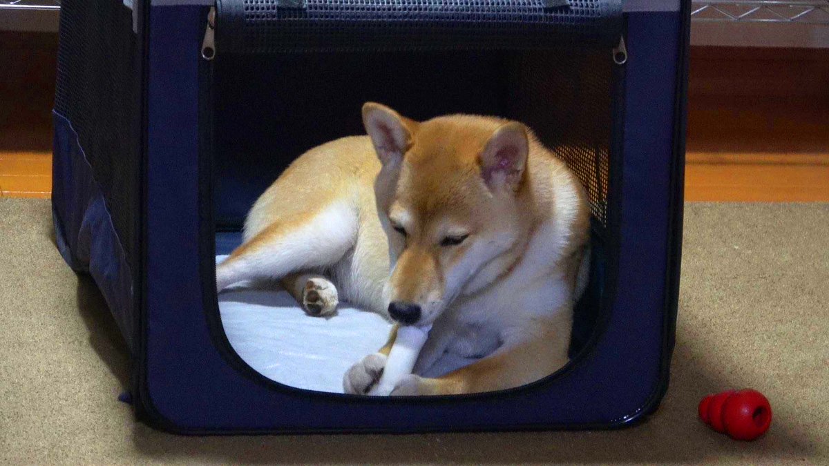 おすしとおでん ボクの名前はおすし おうちにやってきて27日目 大きなガムが好き でもここはトイレなの My Name Is Sushi 27th Day After Coming To My House I Like Big Gum But This Is A Restroom 柴犬 柴 Shibainu シバイヌ 犬 Dog Sushi