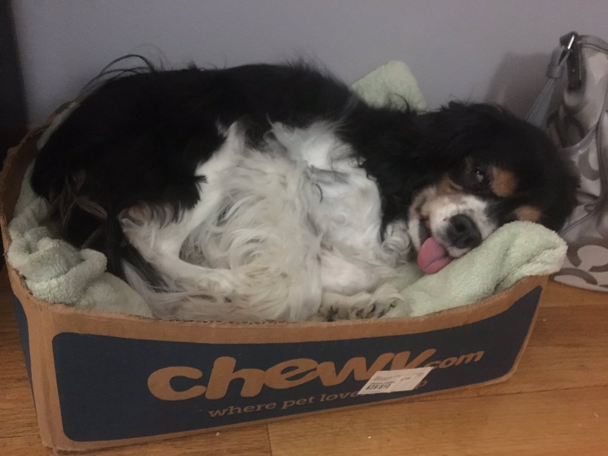 danirosenstein's tweet photo. @Chewy https://t.co/EFTahoKF3a