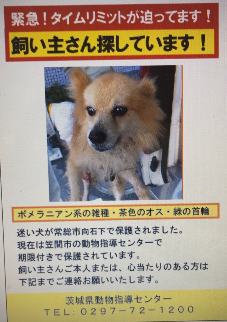 Josowanzero 茨城県常総市向石下で ポメラニアン系の犬が保護されました チェーンリード付きの緑の首輪をしています ケガもしています 今は笠間の動物指導センターにいます 家族の元に帰してあげたいです お心当たりのある方 よろしくお願いし