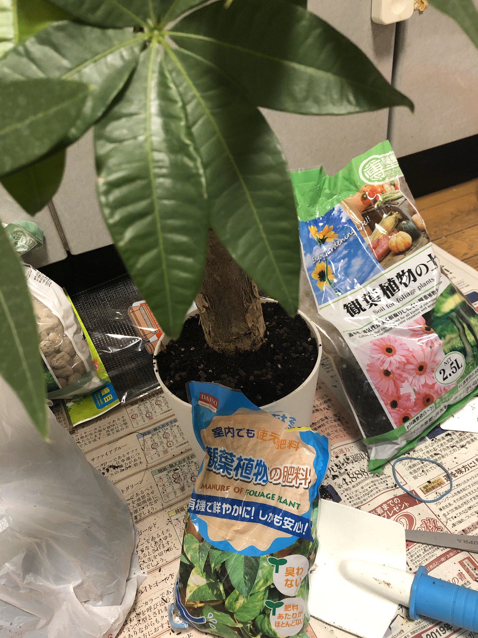 無双 玄関のパキラが枯れてしまったので新しいパキラを買ってきて植え替えました 100均大活躍 パキラは風水で邪気を払い お金や仕事運を上昇させてくれるんですって 玄関 リビング トイレは運気上げるのにおすすめです 観葉植物 風水 パキラ