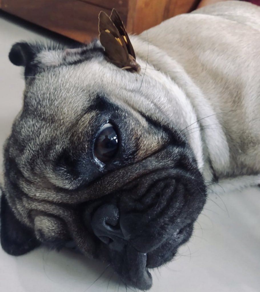 Anjinghilang Hashtag On Twitter