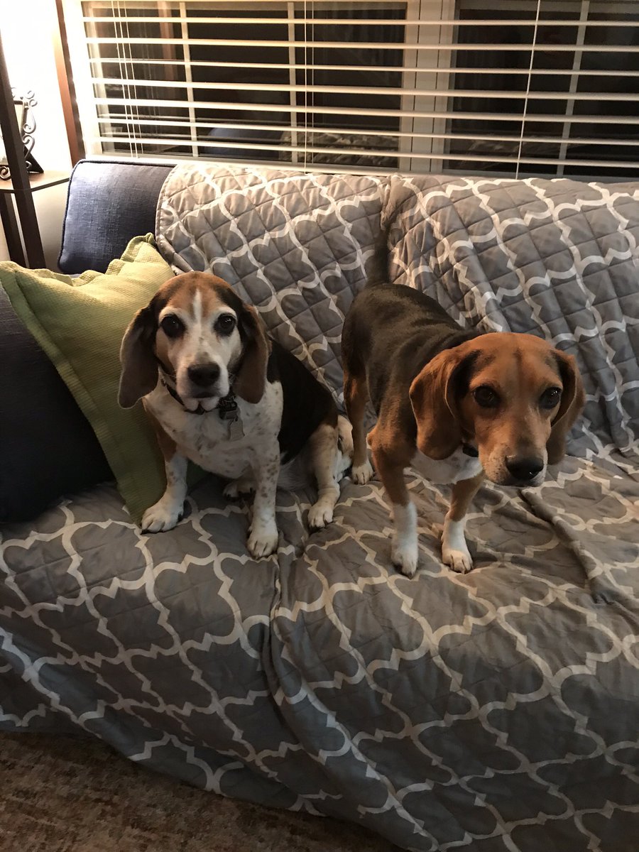 Hi y’all! Sorry for my absence from Twitter, life...it happens!! Happy to share my little brother is heartworm negative and we are ready to have fun!!