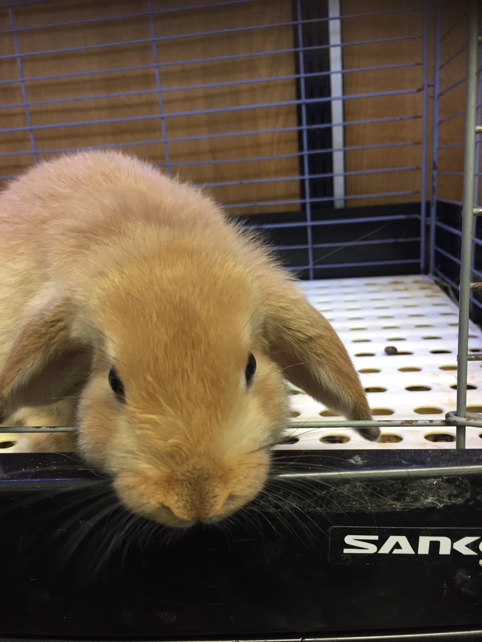 تويتر アクアペットジョイ所沢店 على تويتر ロップイヤーラビット かわいい仔がいます 是非見に来てください ロップイヤー ウサギ 所沢 小動物 販売 T Co Xhvmz1vgga