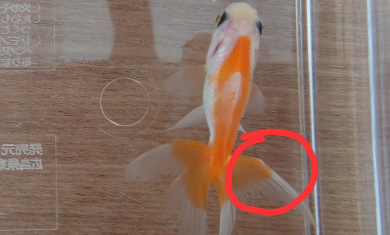 あず𓆟𓆟𓆟 En Twitter 怪獣の尾鰭に白いコブのようなもの発見 お店で見かけた子の白点病とはなんか違うような気もするのですが 白雲病とかなのでしょうか 分かる方いらっしゃいましたら教えてくださいませ 金魚 金魚の病気 T Co 2nsgpxp7yo Twitter