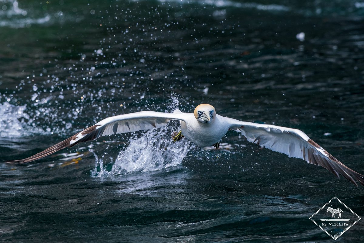 Bass Rock en Ecosse est la plus grande colonie mondiale de fous de Bassan avec plus de 150 000 oiseaux. Découverte, récit de la croisière et informations pratiques my-wildlife.com/bass-rock-ile-… 😀

Et vous savez, on y va pendant le voyage photo de 2020 my-wildlife.com/voyage-photo-e… 😉