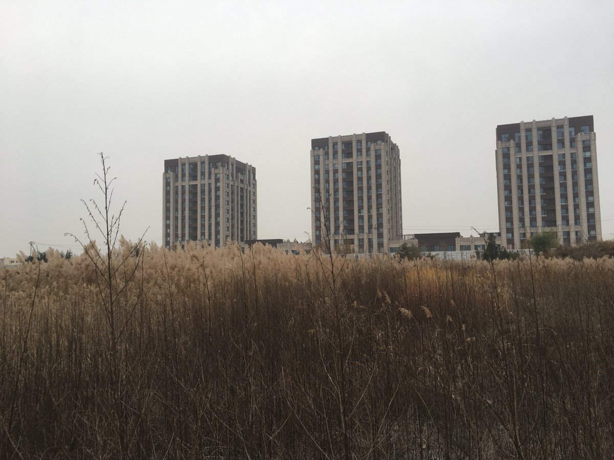 BirdingBeijing's tweet photo. With the local patch rapidly turning into a building site, what surely must be one of my last visits produced a surprise - a single BEARDED TIT in a small patch of suitable habitat.  Species number 165 in three years. https://t.co/3Mydr1wp0B