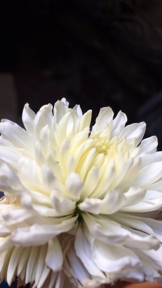 Tahreer 🦄 (@er_ta09) on Twitter photo 