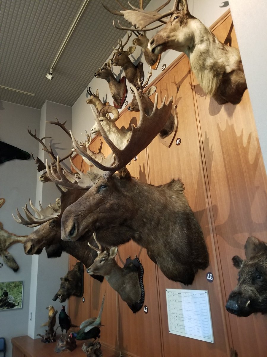 影猫 あと信楽にも行って 帰りに滋賀サファリ博物館に 寄ったけど 剥製がすごかった ヘラジカでかい怖い 出会ったらダメな生き物だわ W それと世界４大珍獣のボンゴの 剥製もありました