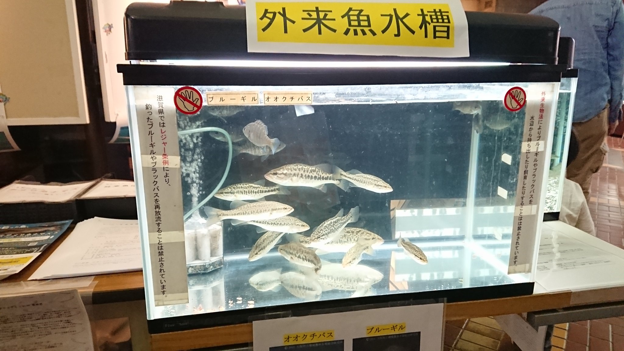 てとら Pa Twitter ブラックバス W 外来魚 自然史フェスティバル