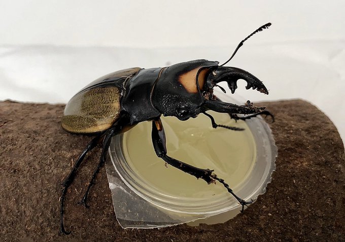 ラコダールツヤクワガタの生態や特徴を大紹介 ムシキングに登場した黄色の模様がかっこいいクワガタムシ 生き物ネット