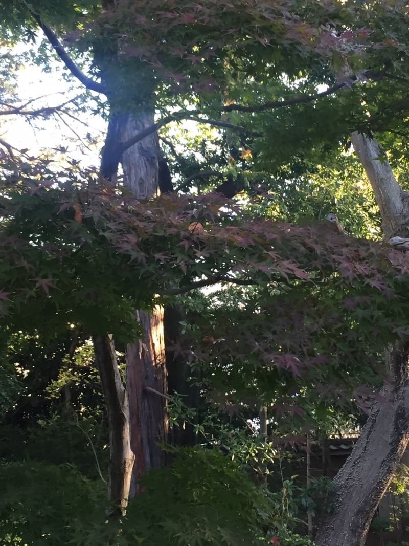tic_kawagoe's tweet photo. Autumn is just there!
 #autumn_leaves #Nakain #Kawagoe #beautiful #photogenic https://t.co/rE55TknLcC