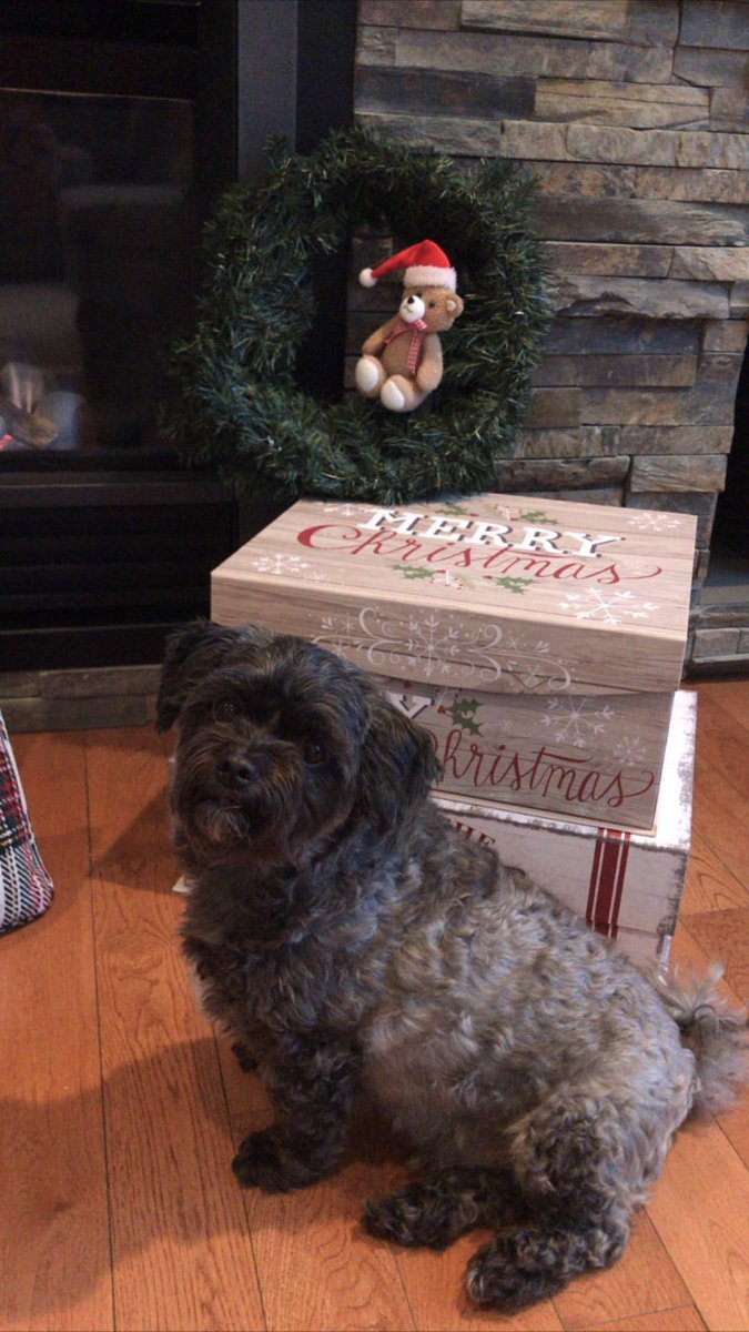 StrataLawyer's tweet photo. How early is too early to wish a happy holidays with a picture of this handsome guy? Asking for a friend #dogsoftwitter #mansbestfriend https://t.co/wwJ5VatvDp