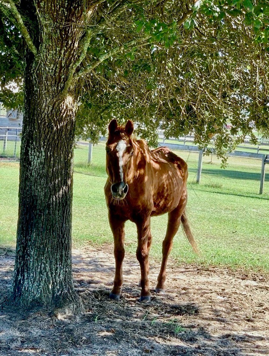 BHFER_EquineRes's tweet photo. Jo is gaining weight and looking much better! #jo #newarrivals #bhfer https://t.co/WoPV464Bvt