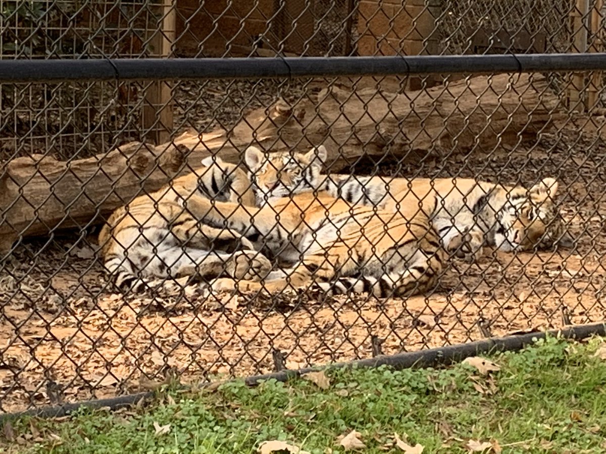 kcorbett049's tweet photo. Zachary and I had an amazing adventure today! We headed to Canton this morning for East Texas Fiber Fest, and I have new sweaters planned. 🧶 🤗 Then off to Tiger Creek Animal Sanctuary to see gorgeous tigers and lions to complete the day in Tyler. 🐯❤️🦁 https://t.co/1DMOevB6OE