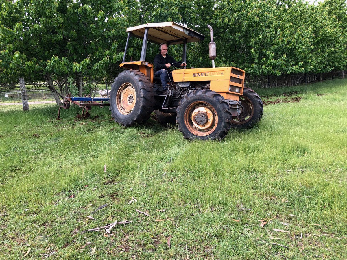 Wipping up wabbit warrens. #blackcattruffles #truffles #trufflemaintenance #wascallywabbits