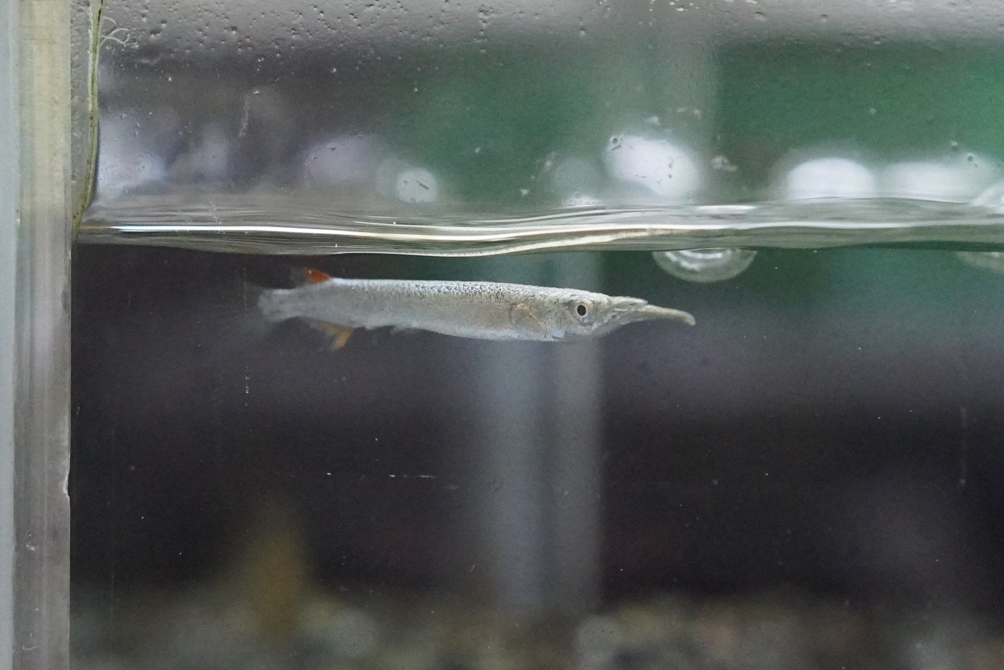 市ヶ谷フィッシュセンター 熱帯魚 ゴールデンデルモゲニー 上層を泳ぐ魚のなかではハチェットと並んで人気の熱帯魚です 金ぴかの体も魅力的です 1尾330円 熱帯魚 デルモゲニー アクアリウム 市ヶ谷フィッシュセンター T Co 市ヶ谷フィッシュセンター 熱帯魚 ゴールデンデルモゲニー 上層を泳ぐ魚のなかではハチェットと並んで人気の熱帯魚です 金ぴかの体も魅力的です 1尾330円 熱帯魚 デルモゲニー アクアリウム 市ヶ谷フィッシュセンター T Co