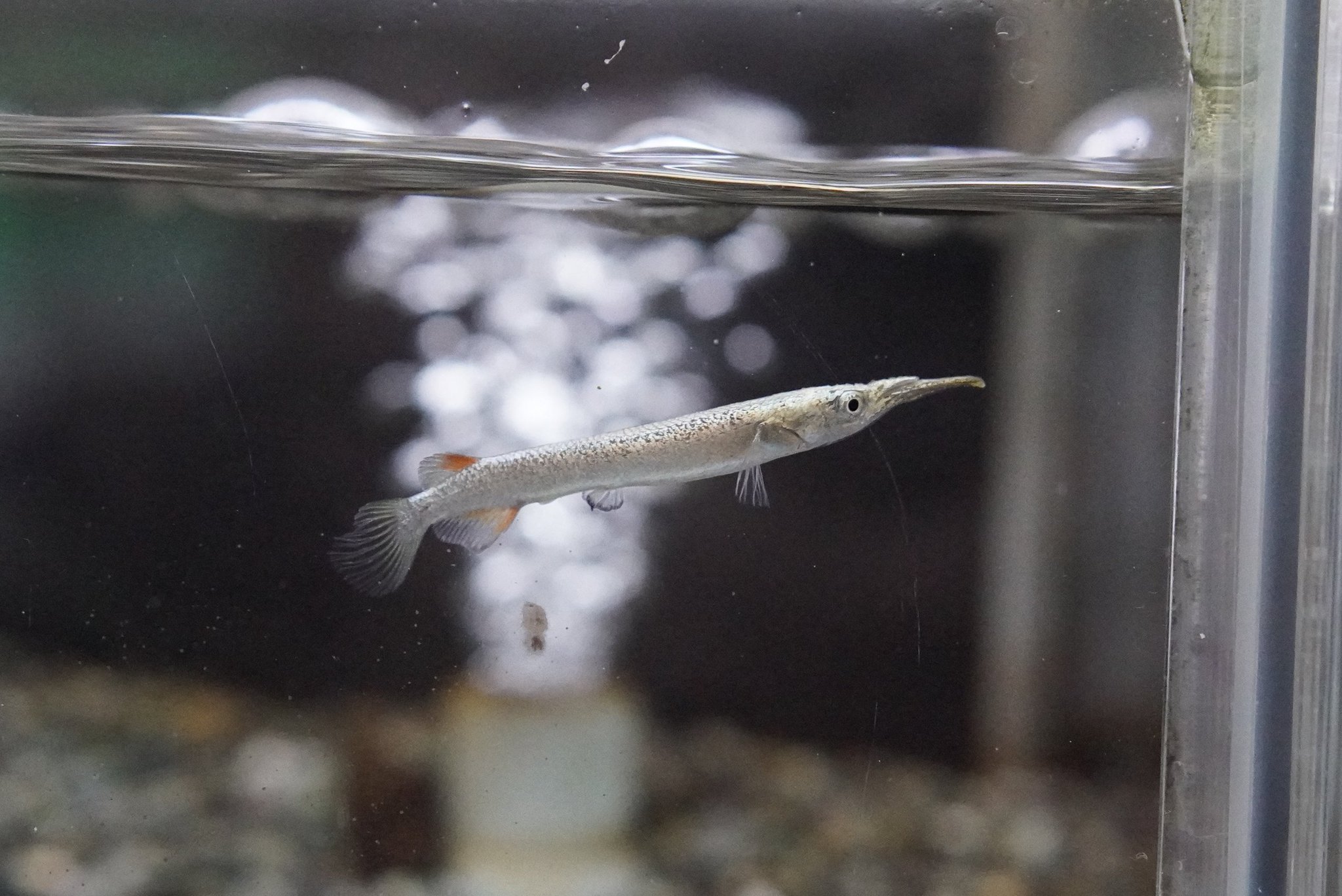 市ヶ谷フィッシュセンター 熱帯魚 ゴールデンデルモゲニー 上層を泳ぐ魚のなかではハチェットと並んで人気の熱帯魚です 金ぴかの体も魅力的です 1尾330円 熱帯魚 デルモゲニー アクアリウム 市ヶ谷フィッシュセンター T Co 8du7dscrwa 市ヶ谷フィッシュセンター 熱帯魚 ゴールデンデルモゲニー 上層を泳ぐ魚のなかではハチェットと並んで人気の熱帯魚です 金ぴかの体も魅力的です 1尾330円 熱帯魚 デルモゲニー アクアリウム 市ヶ谷フィッシュセンター T Co 8du7dscrwa