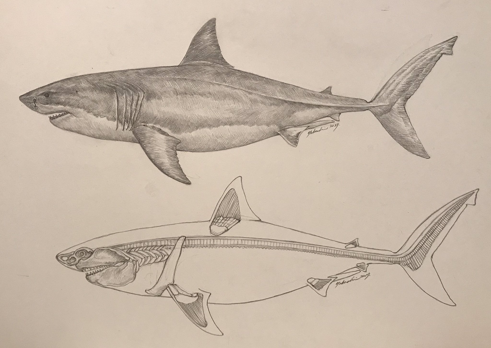 サメ　骨格標本　ホホジロザメ　椎骨 ホホジロザメ椎体(軟骨中心)骨格 標本 現世サメ骨