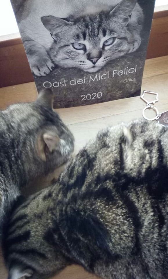 Oasimicifelici's tweet photo. Raquele e Arturo hanno ricevuto il calendario 2020 dell'Oasi dei Mici felici Onlus e anche il portachiavi.
❤️🐱💕 https://t.co/HEzEJaWAMq